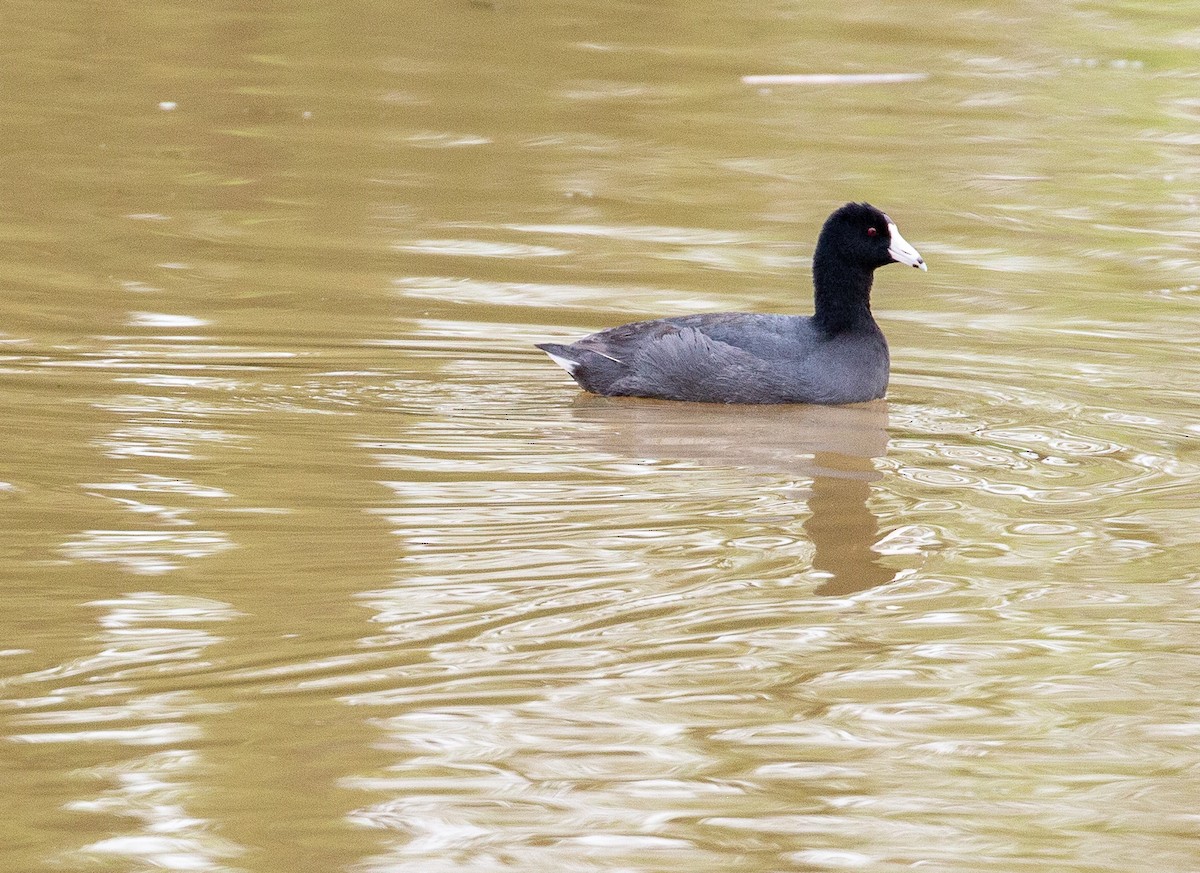 American Coot - ML634521613