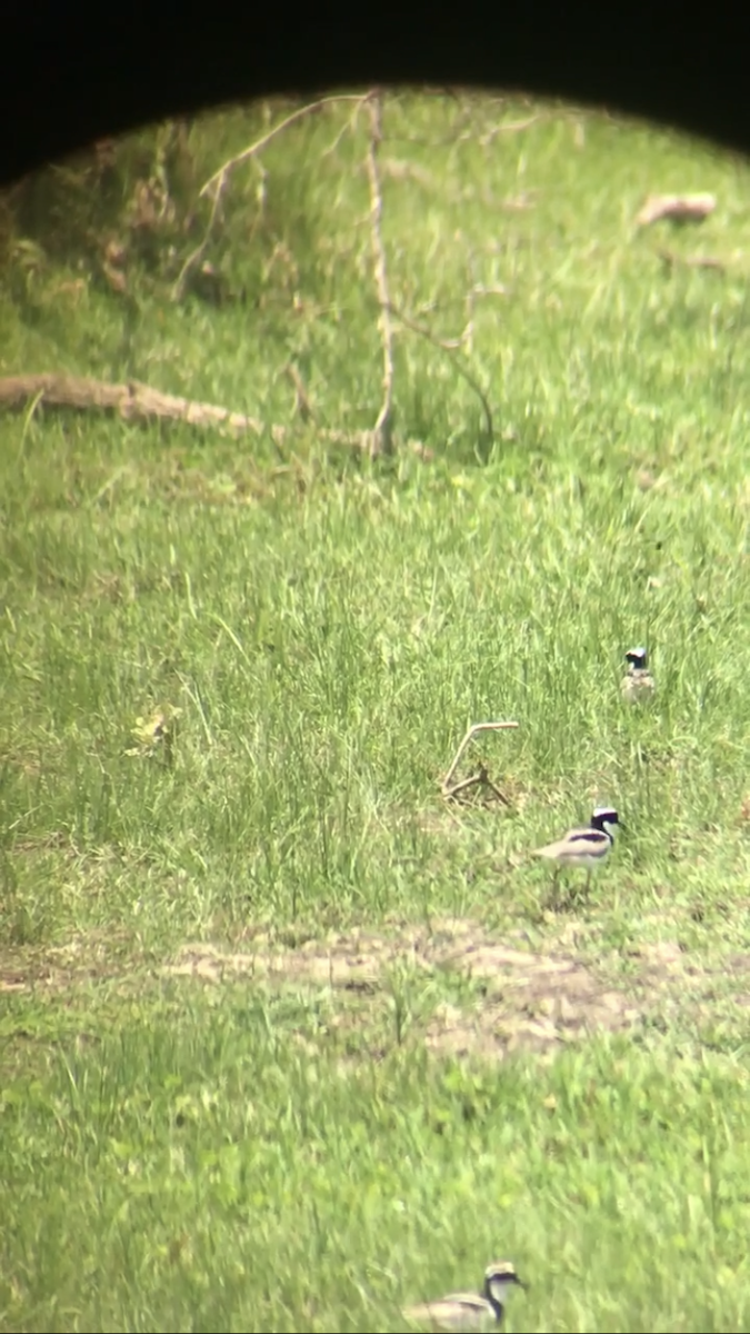 Pied Plover - ML634521617