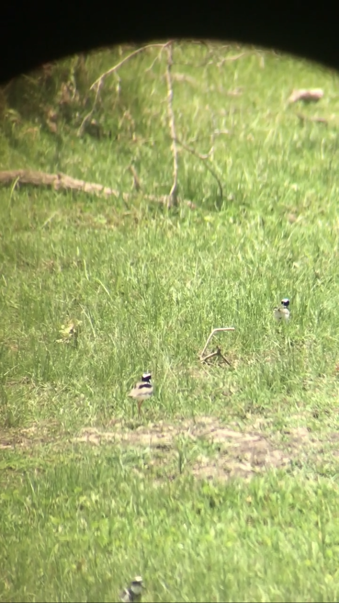 Pied Plover - ML634521618