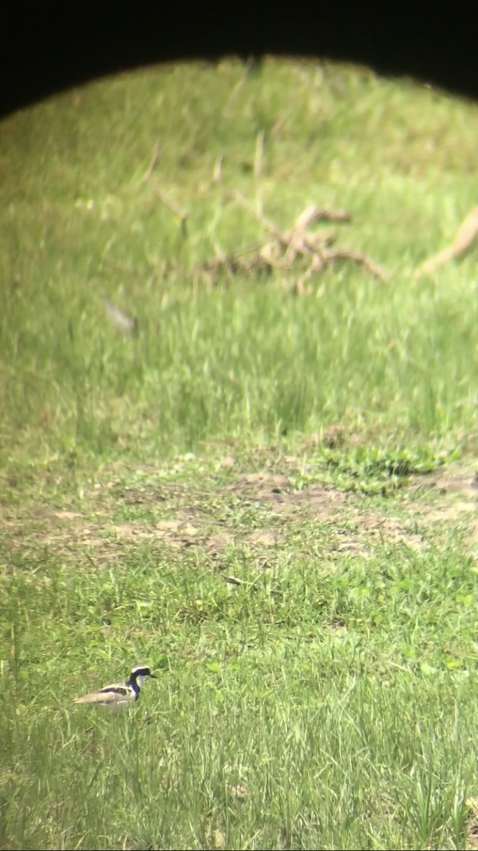 Pied Plover - ML634521619