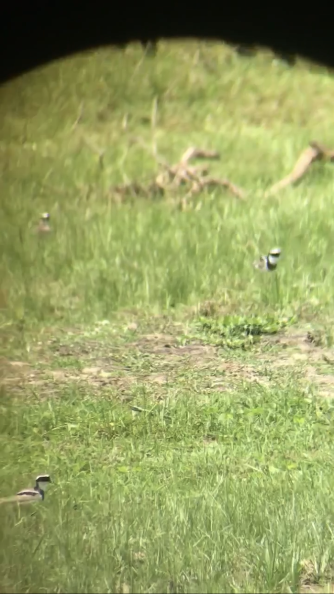Pied Plover - ML634521620