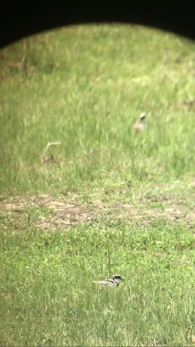 Pied Plover - ML634521621