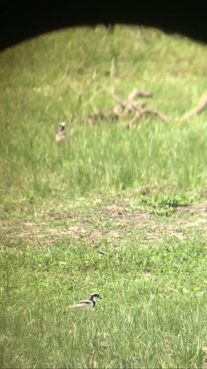 Pied Plover - ML634521622
