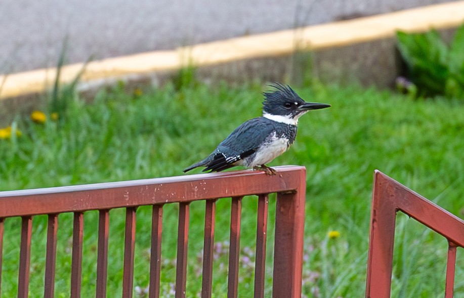 Belted Kingfisher - ML634521644