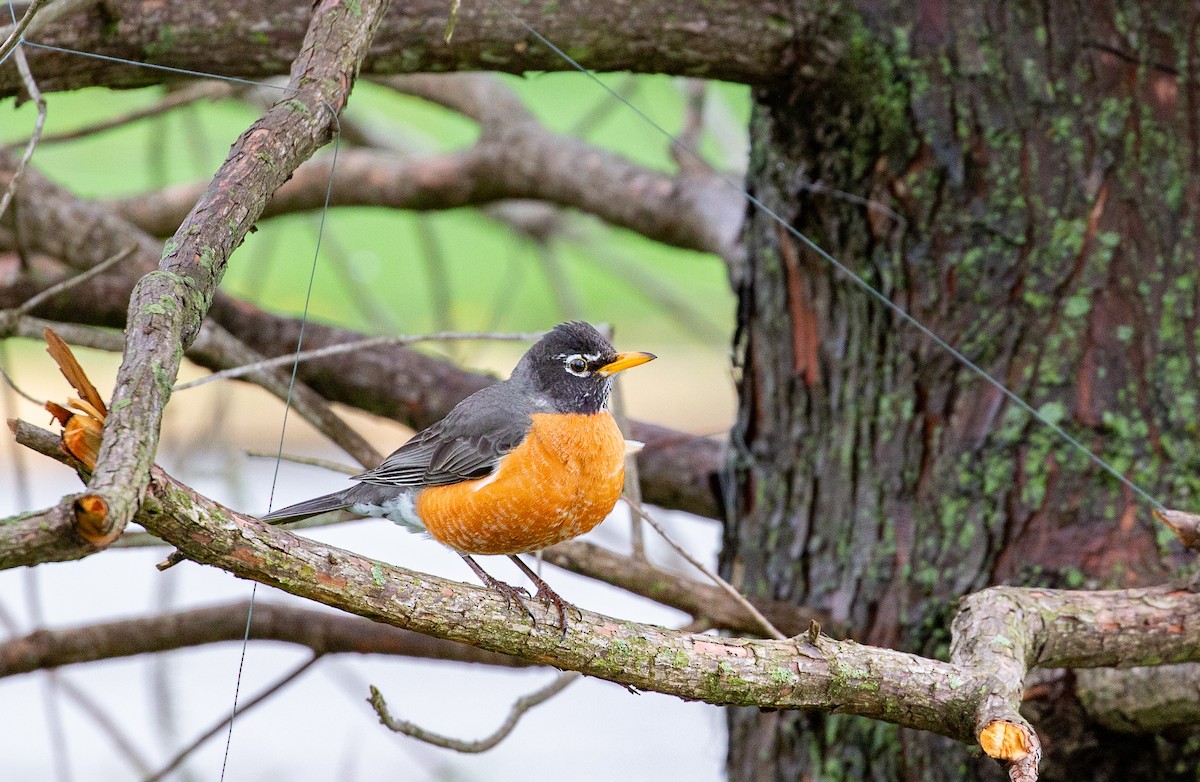 American Robin - ML634521659