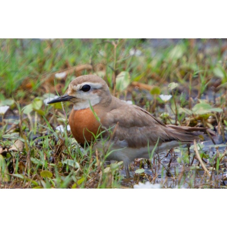 Caspian Plover - ML634521673