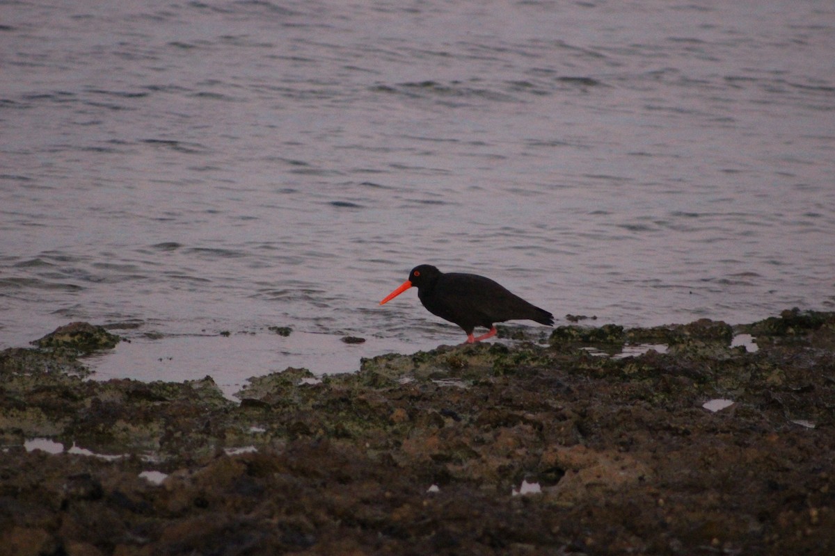 Sooty Oystercatcher - ML634521680