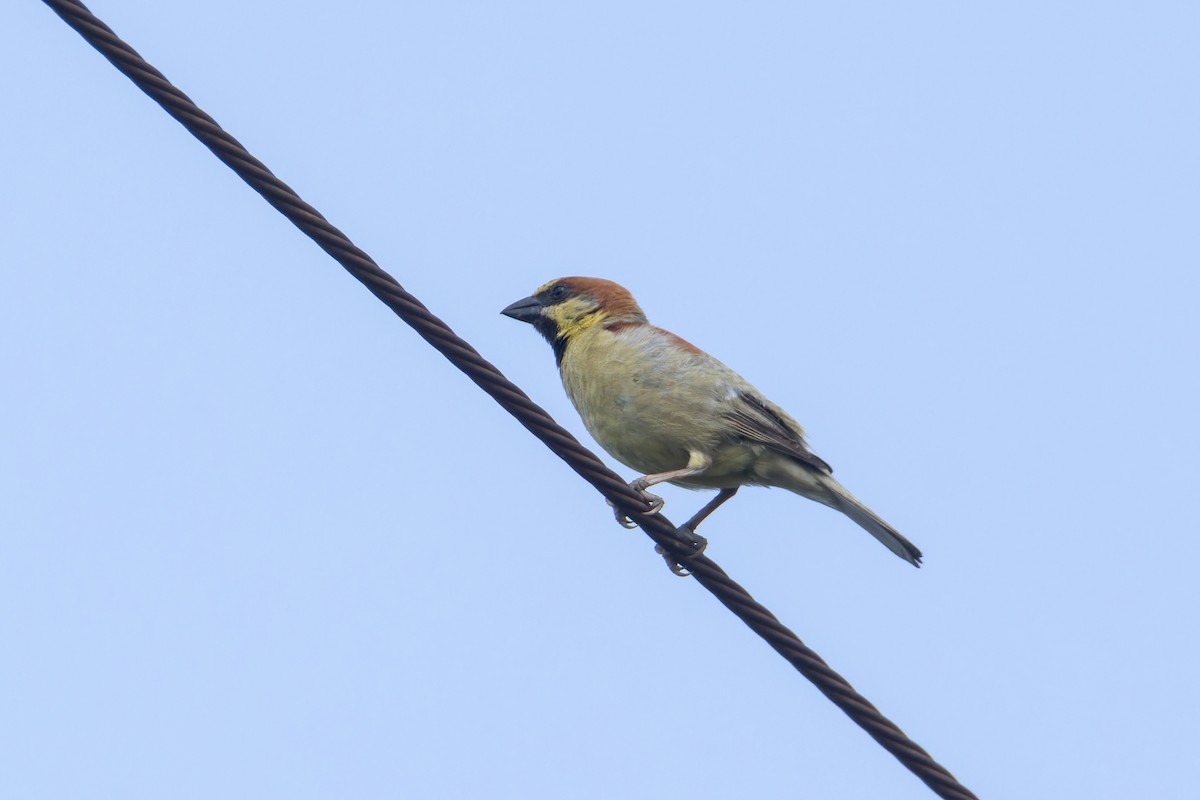 セアカスズメ - ML634521717