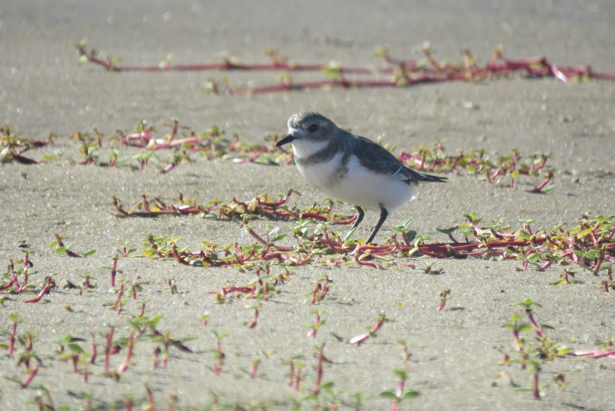 Фолклендский зуёк - ML634521885