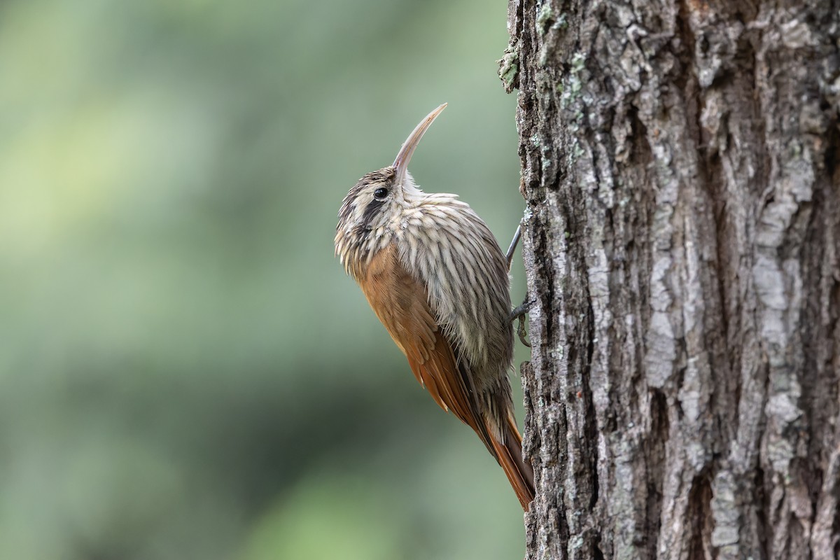 Narrow-billed Woodcreeper - ML634521892