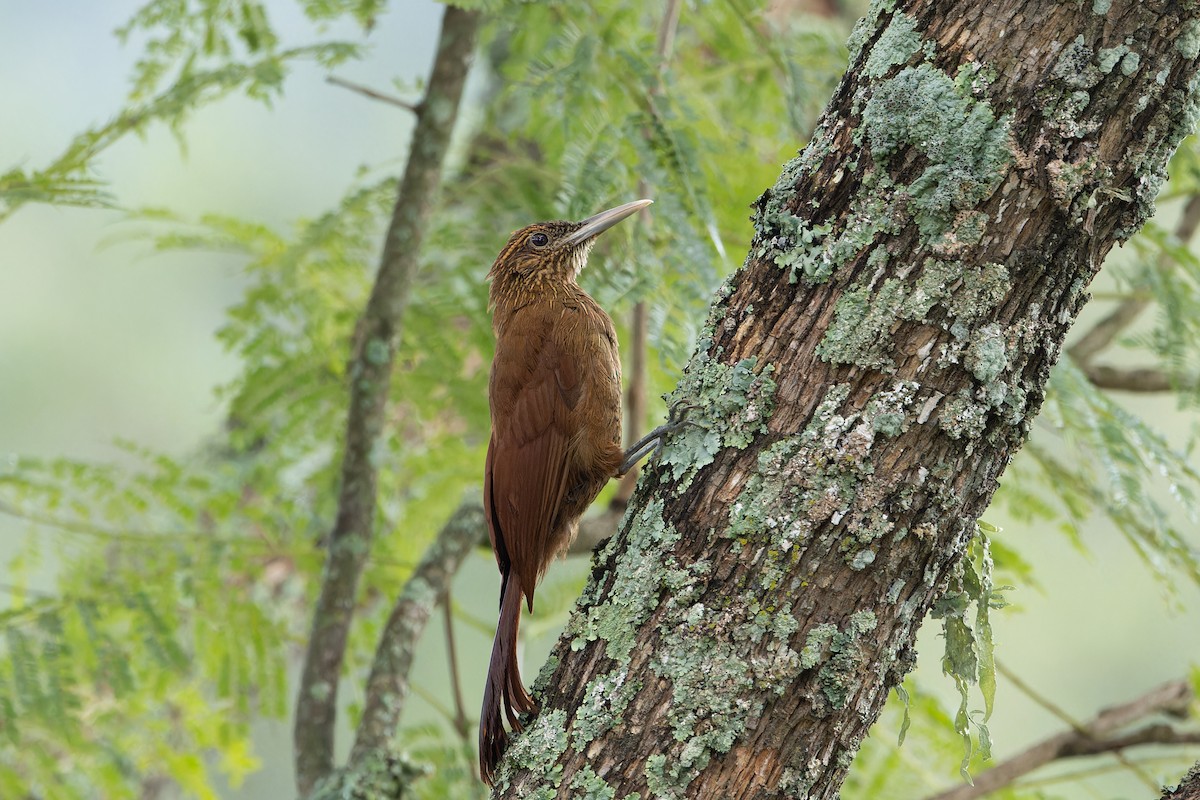 Black-banded Woodcreeper - ML634521898