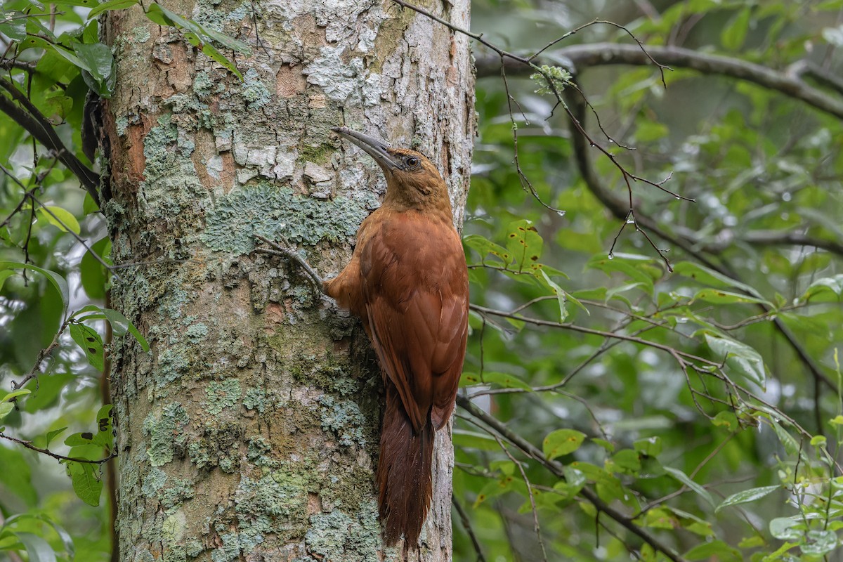 Great Rufous Woodcreeper - ML634521905