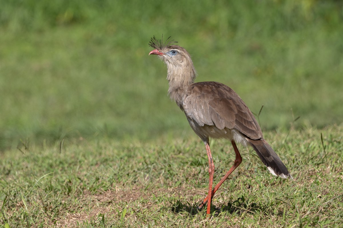 Red-legged Seriema - ML634521930