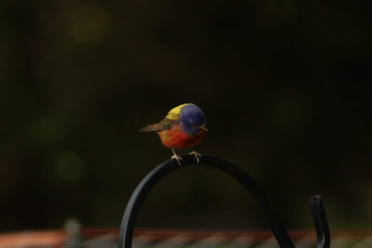 Painted Bunting - ML634522117