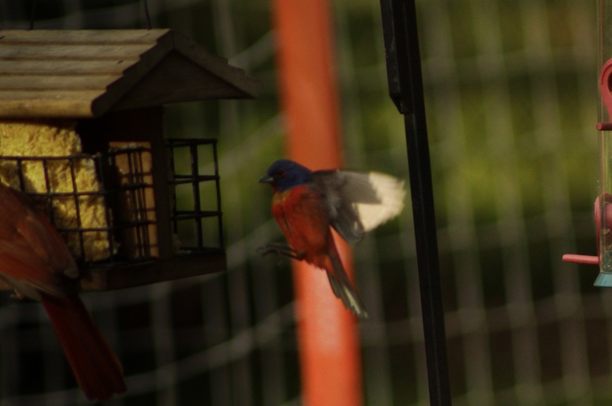 Painted Bunting - ML634522118