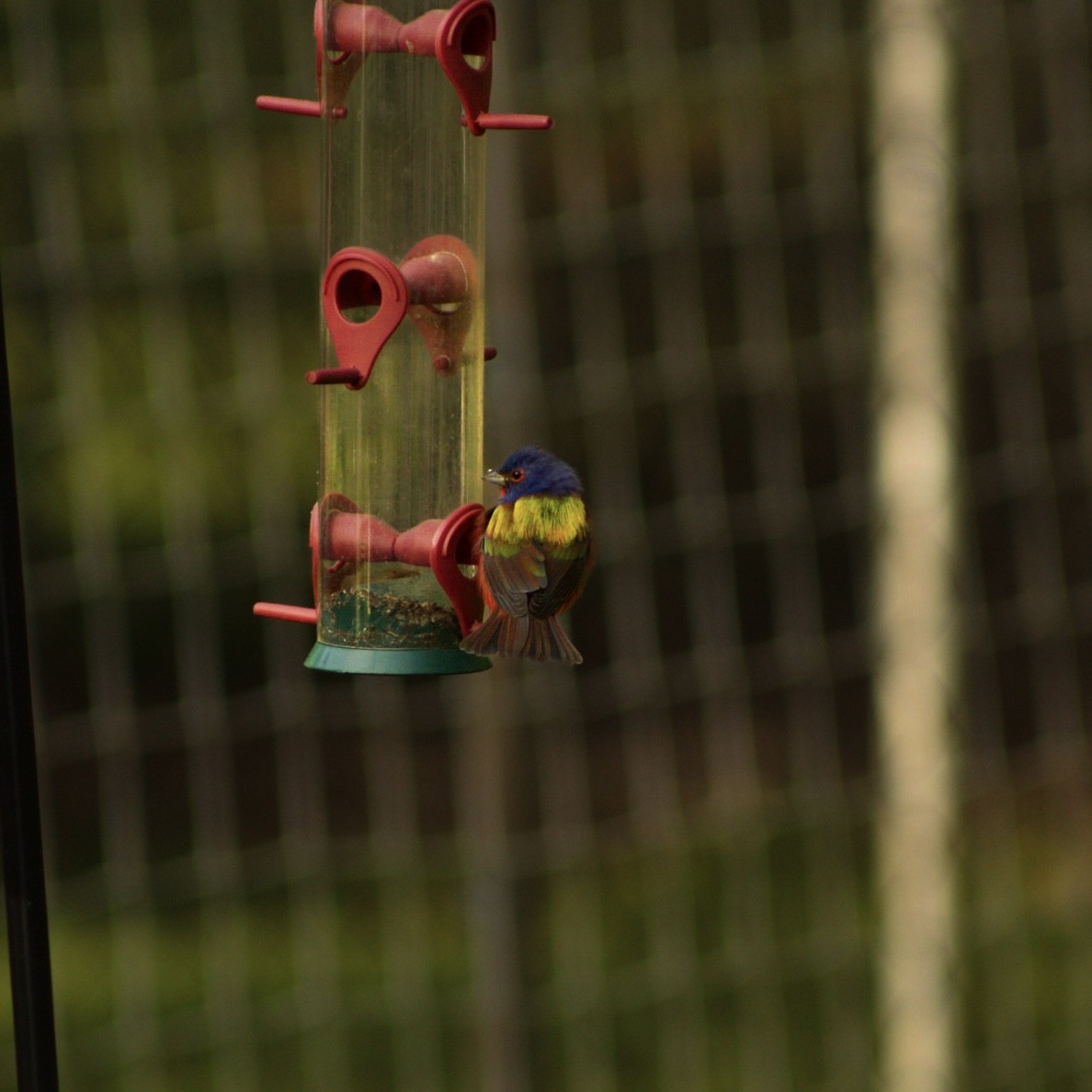 Painted Bunting - ML634522119