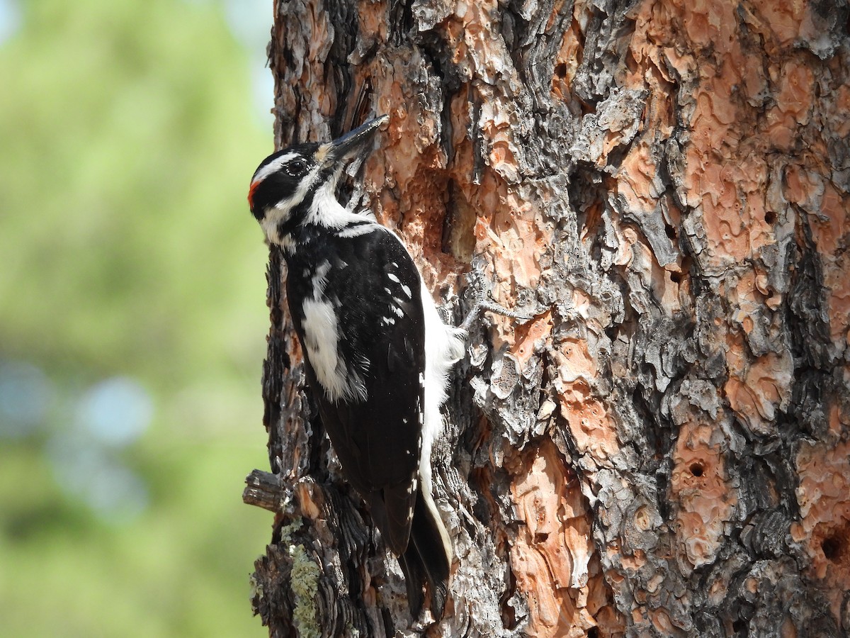 Hairy Woodpecker (Rocky Mts.) - ML634522128