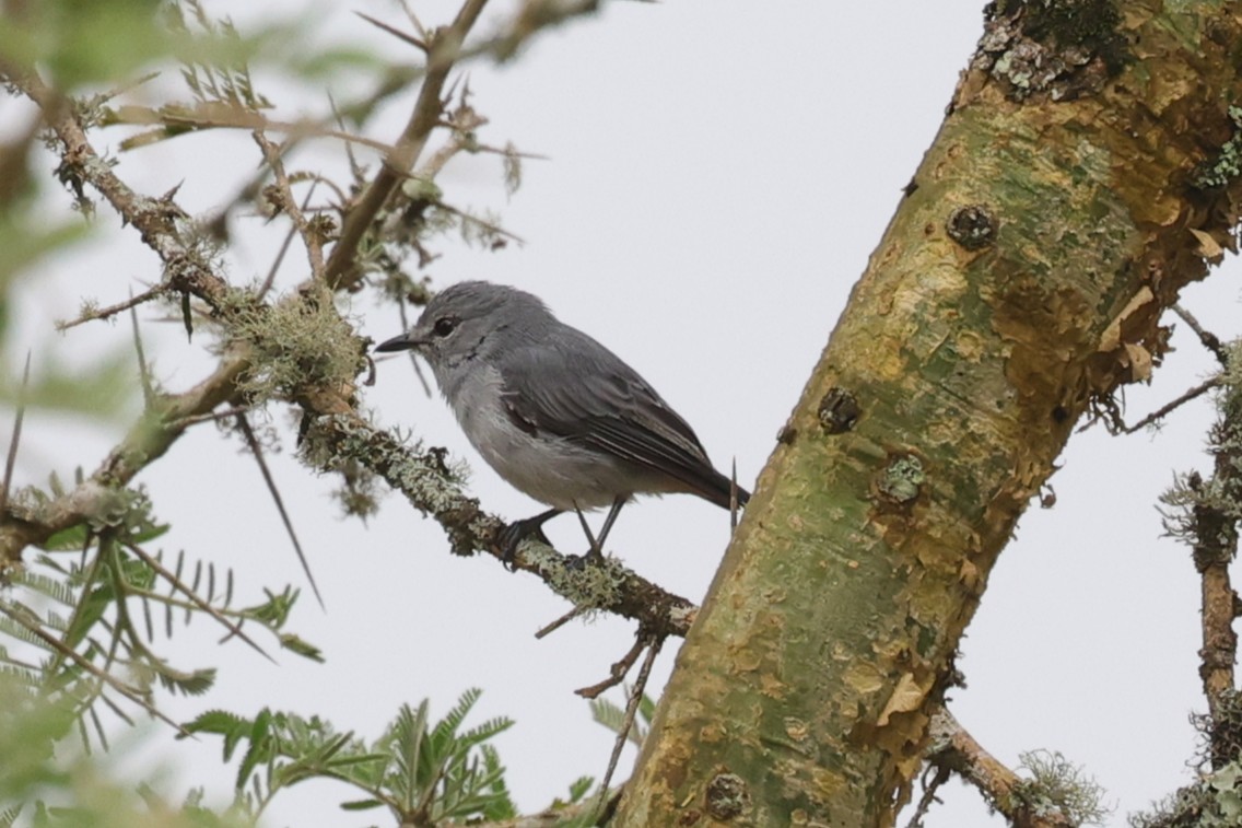 Gray Tit-Flycatcher - ML634522246