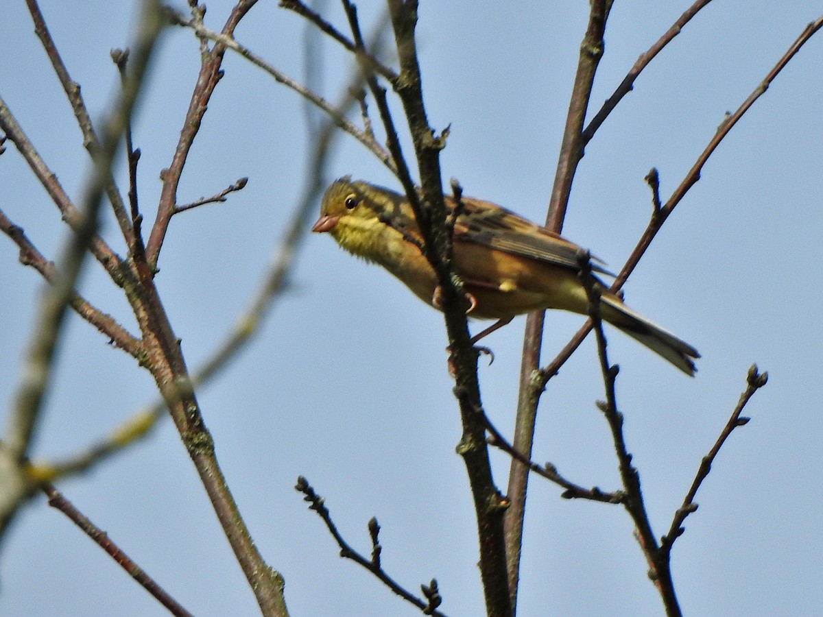 Алаг хөмрөг - ML634522270