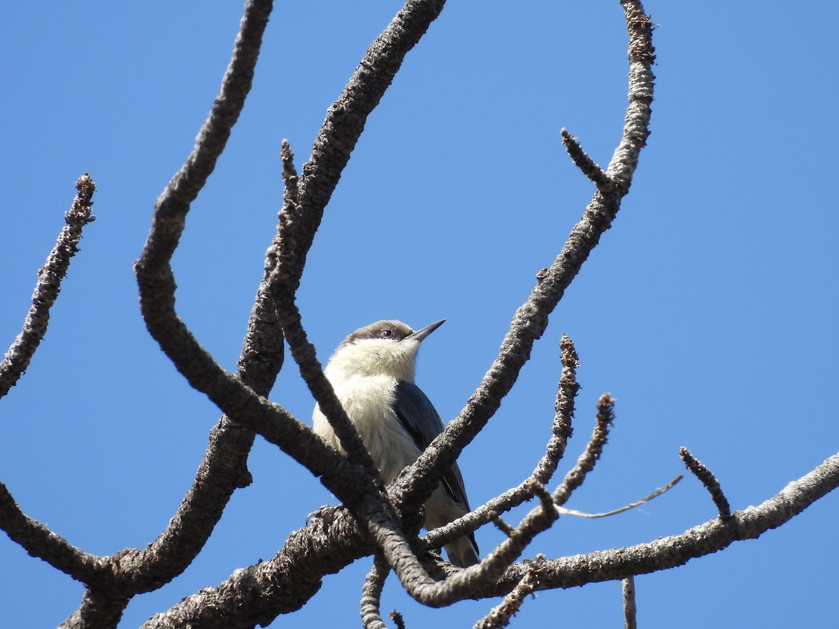 Pygmy Nuthatch - ML634522281