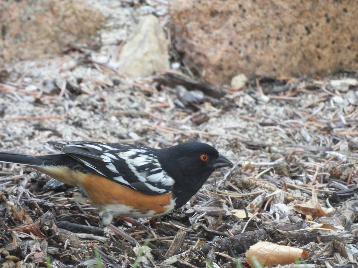 Spotted Towhee - ML634522331