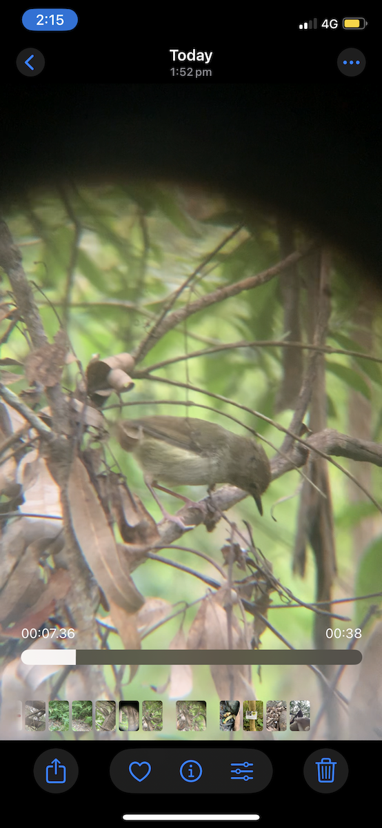 Large-billed Scrubwren - ML634522383