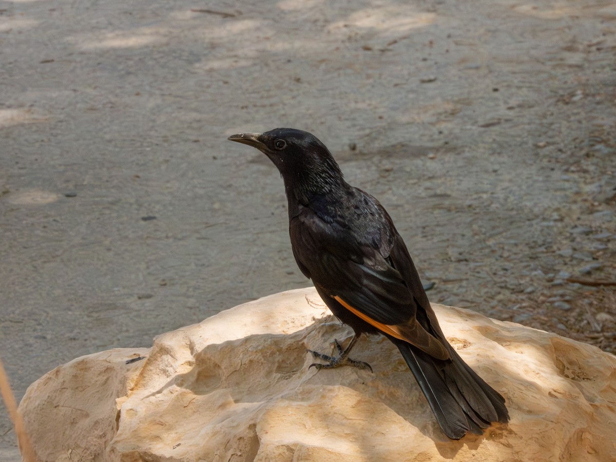 Tristram's Starling - ML634522401