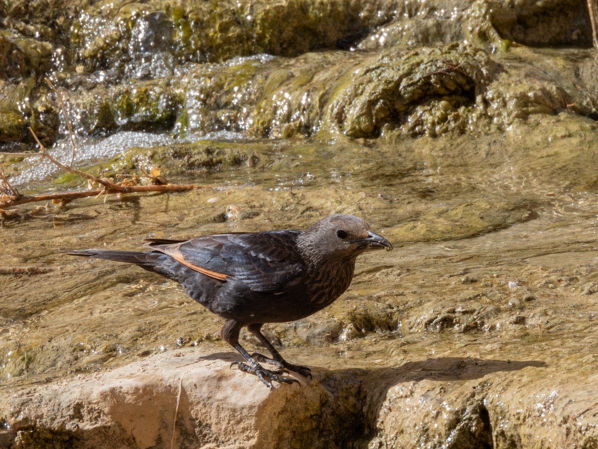 Tristram's Starling - ML634522403