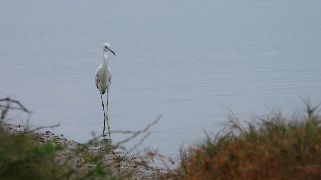 Little Blue Heron - ML634522458