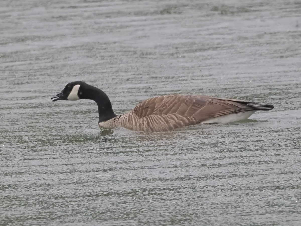Canada Goose - ML634522462
