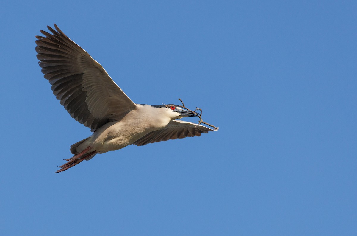 Ногоовор зашин - ML634522485