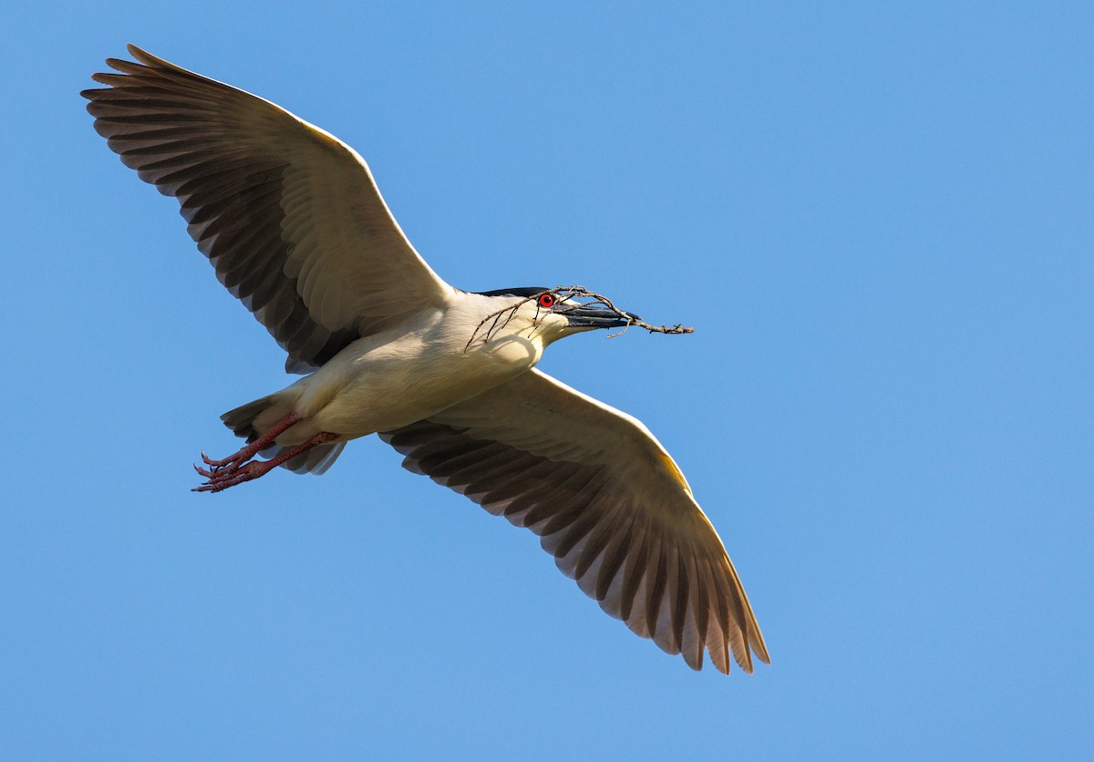 Ногоовор зашин - ML634522486