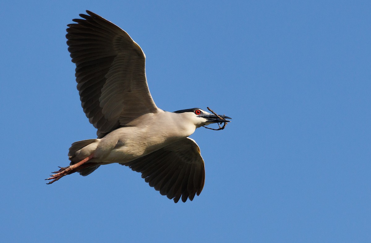 Ногоовор зашин - ML634522487