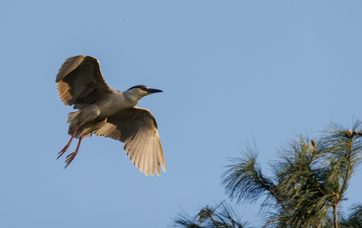 Ногоовор зашин - ML634522488