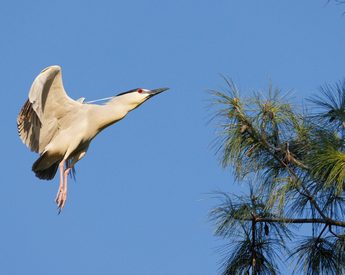 Ногоовор зашин - ML634522490