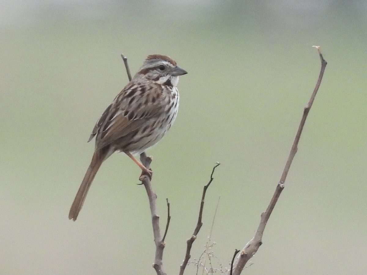 Song Sparrow - ML634522542