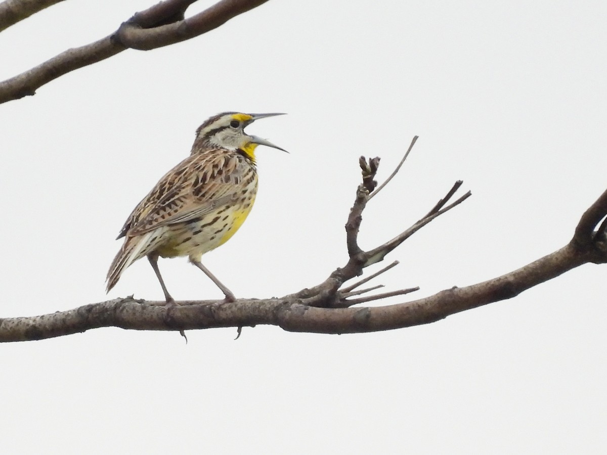 Eastern Meadowlark - ML634522567