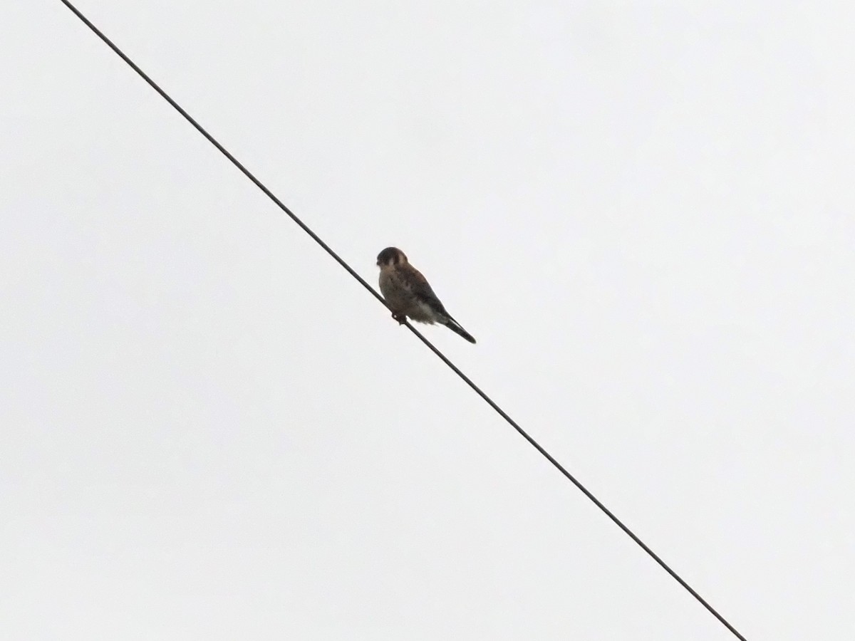 American Kestrel - ML634522583