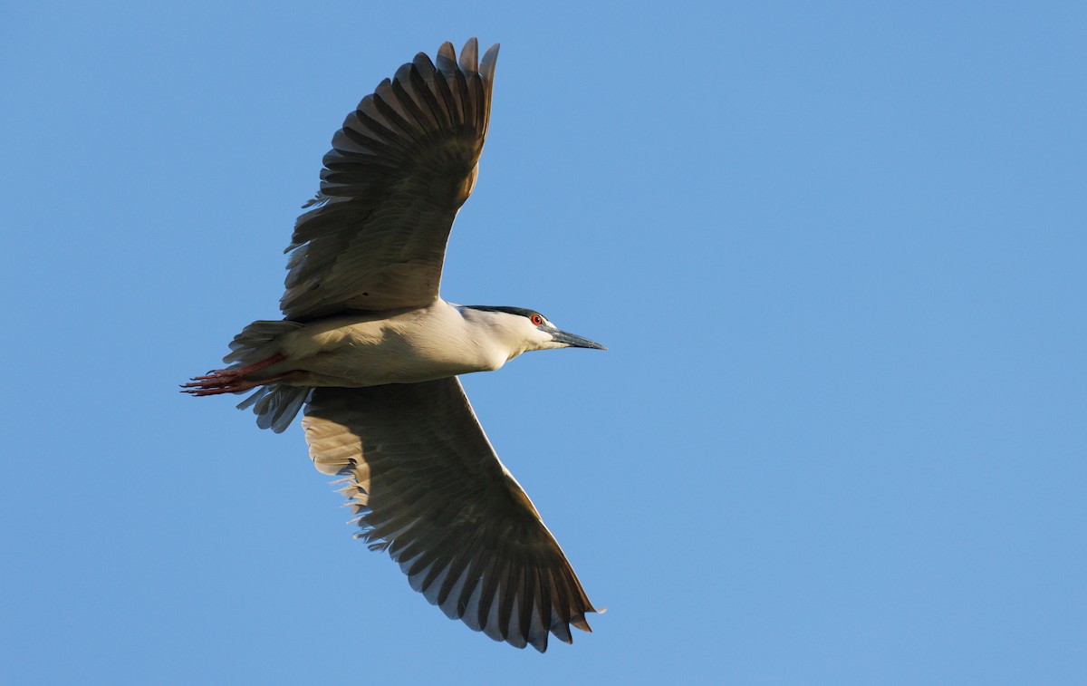 Ногоовор зашин - ML634522584