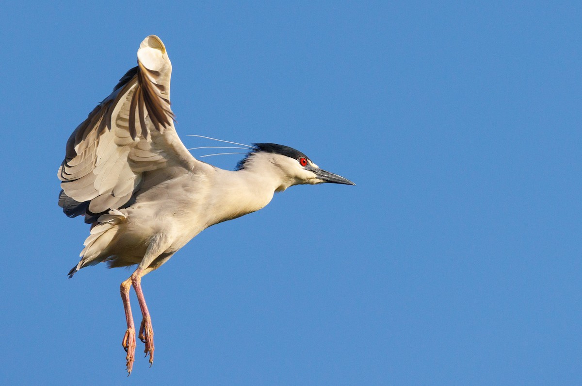 Ногоовор зашин - ML634522607