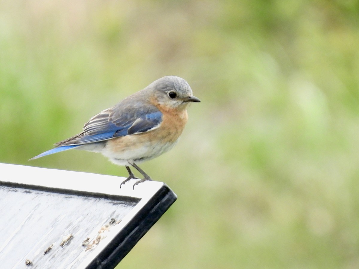 Eastern Bluebird - ML634522622
