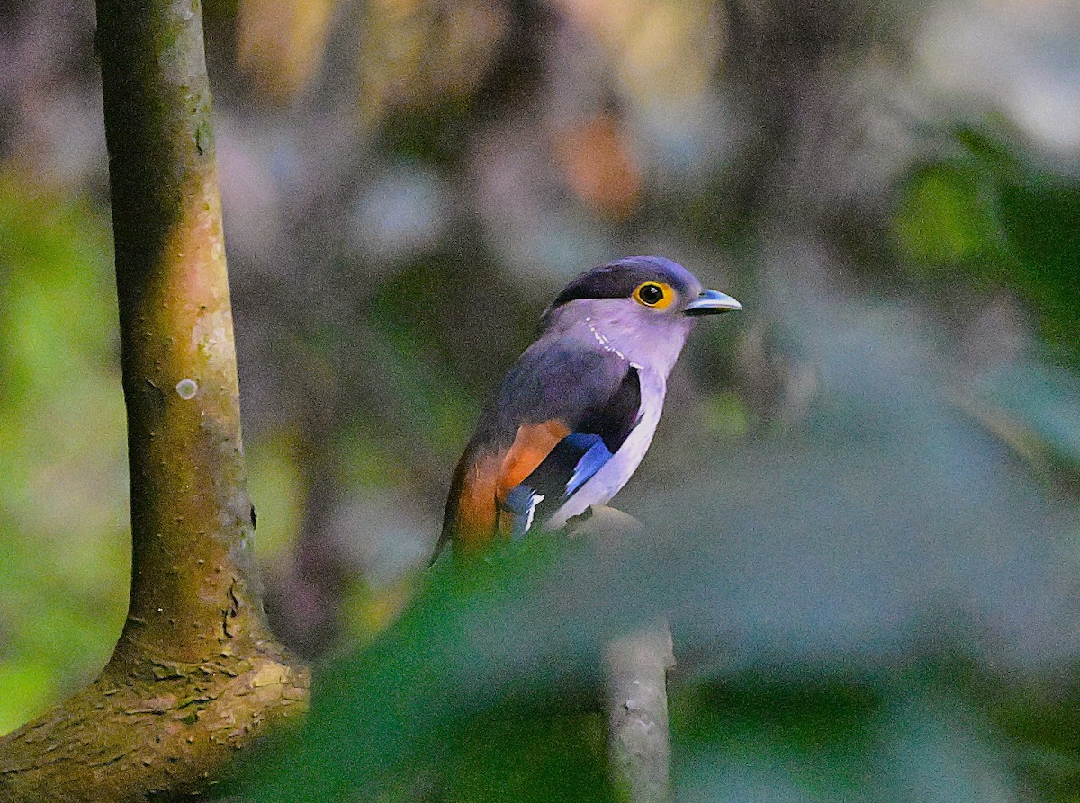 Gray-lored Broadbill - ML634522636