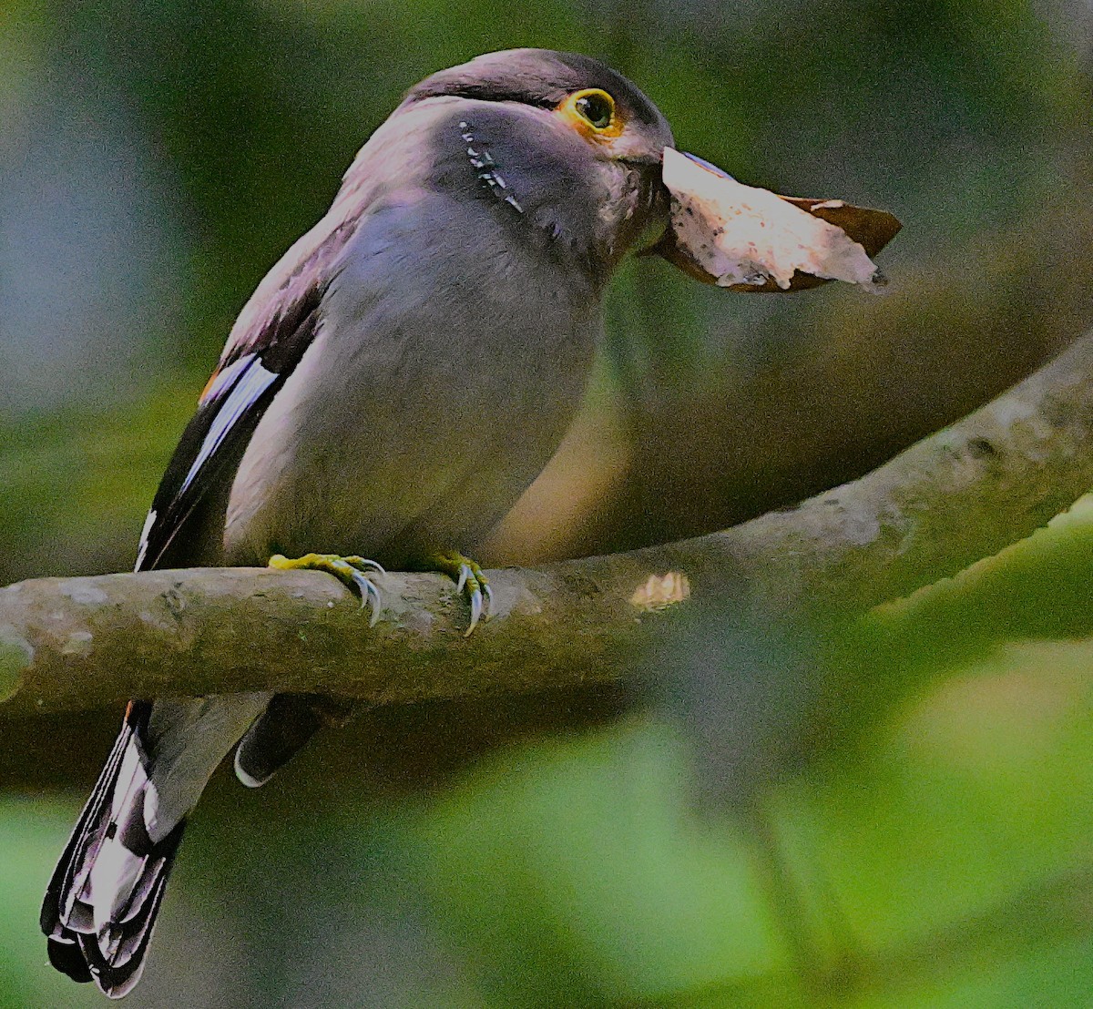 Gray-lored Broadbill - ML634522637