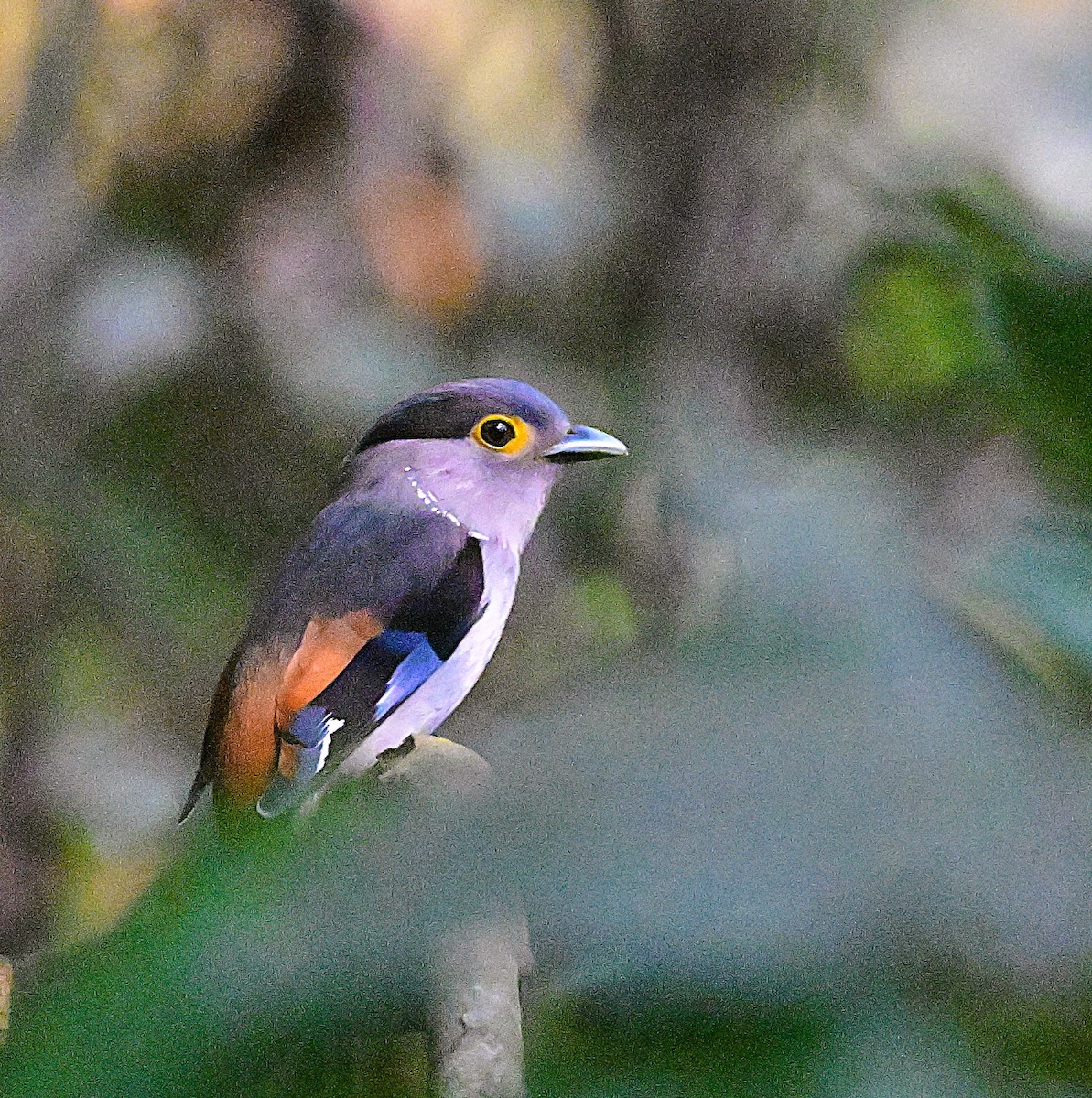 Gray-lored Broadbill - ML634522638