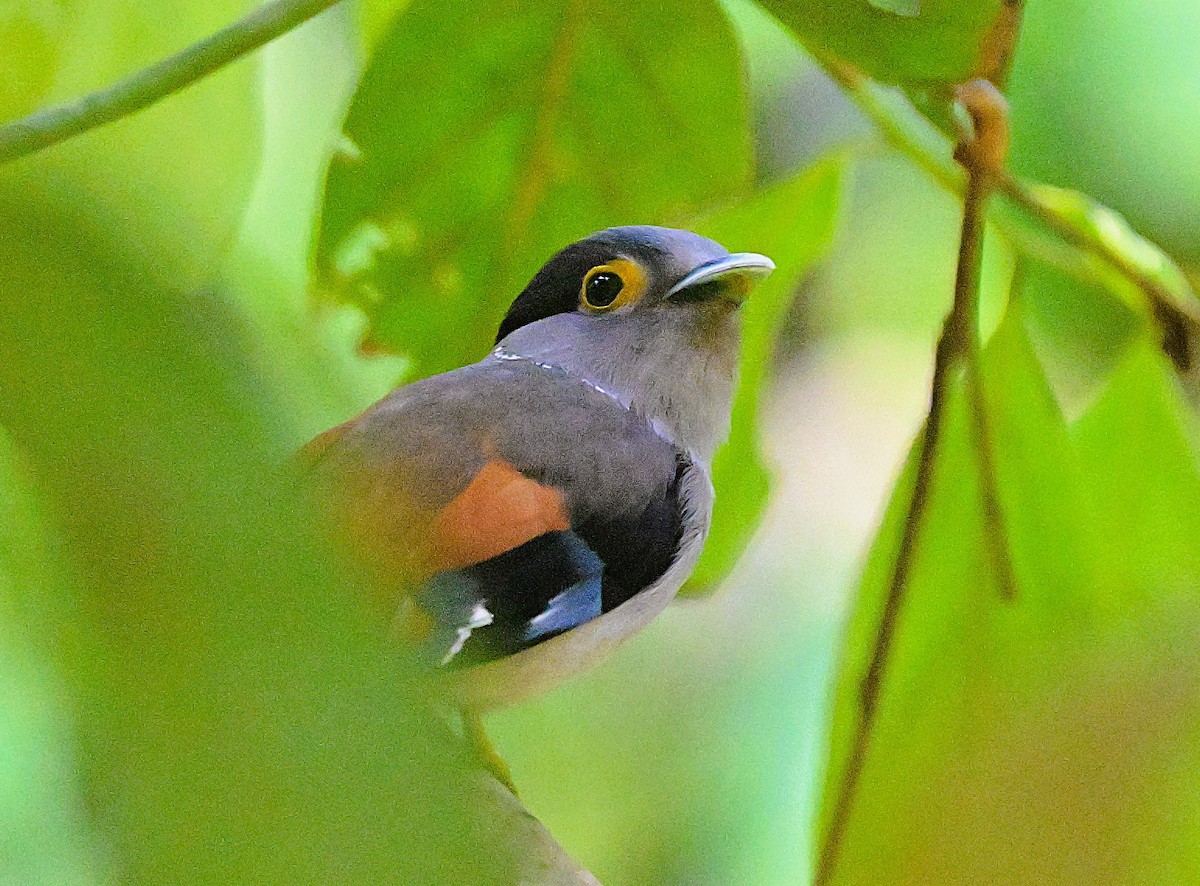 Gray-lored Broadbill - ML634522639