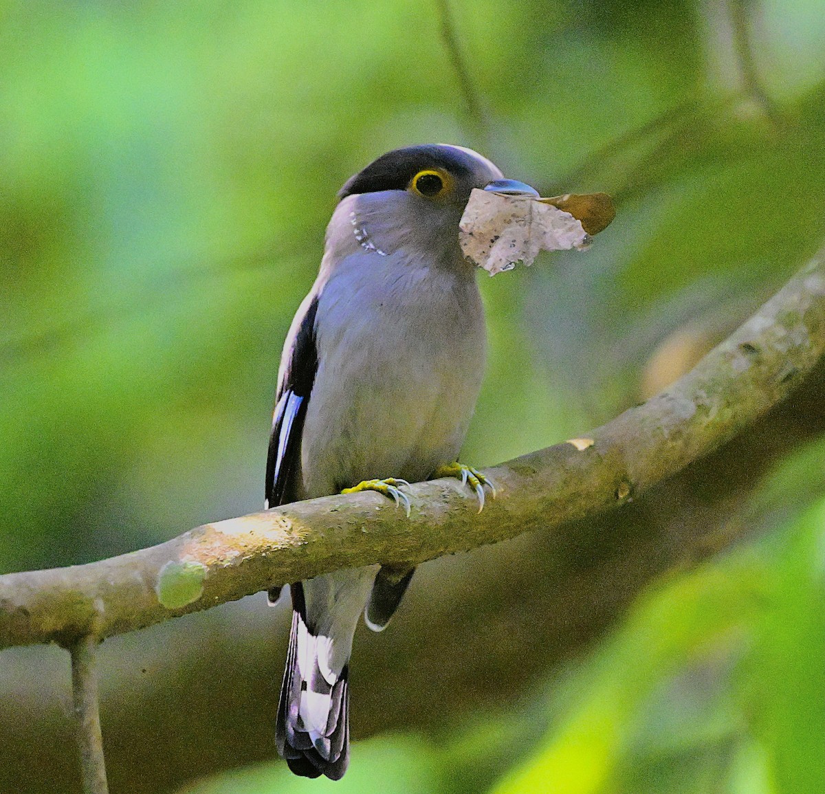 Gray-lored Broadbill - ML634522643