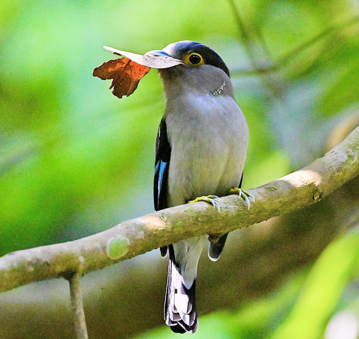 Gray-lored Broadbill - ML634522644