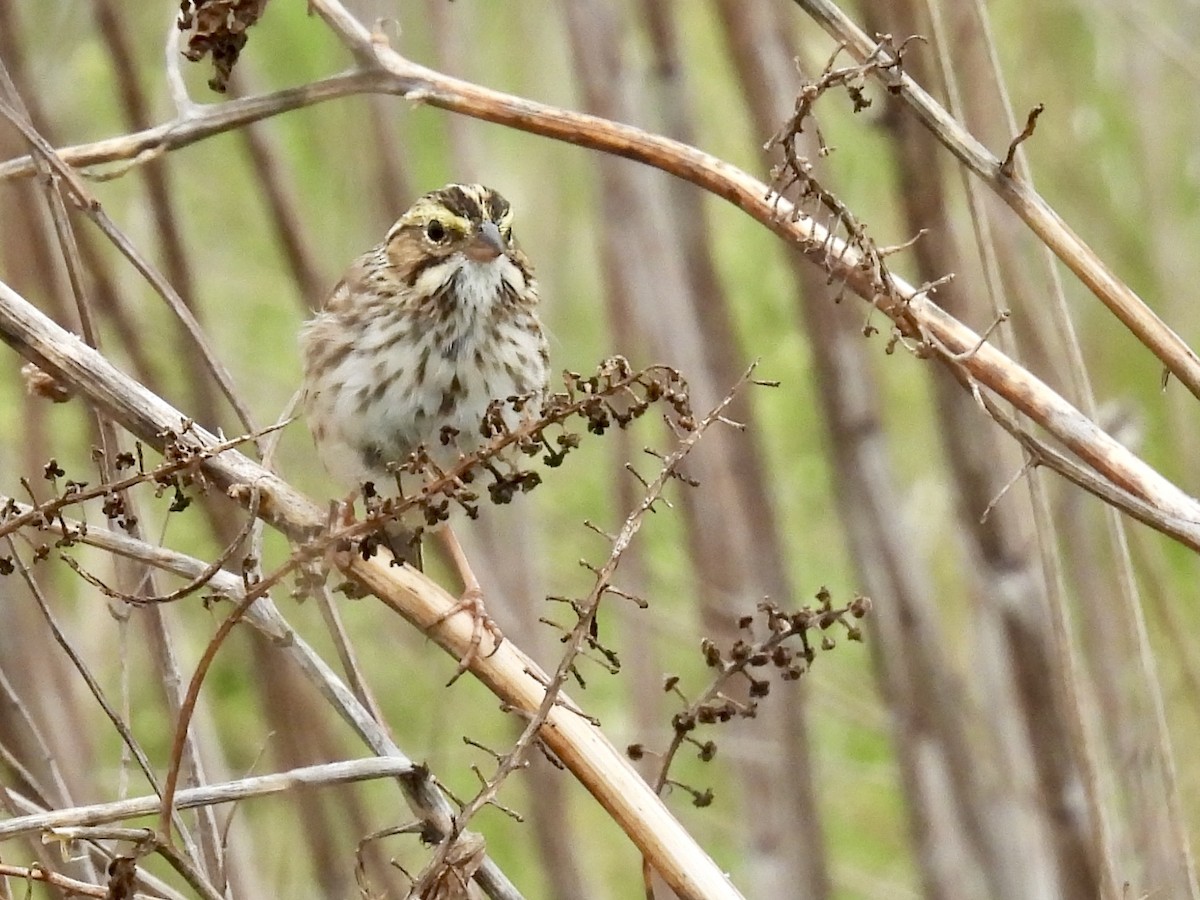 Savannah Sparrow - ML634522653
