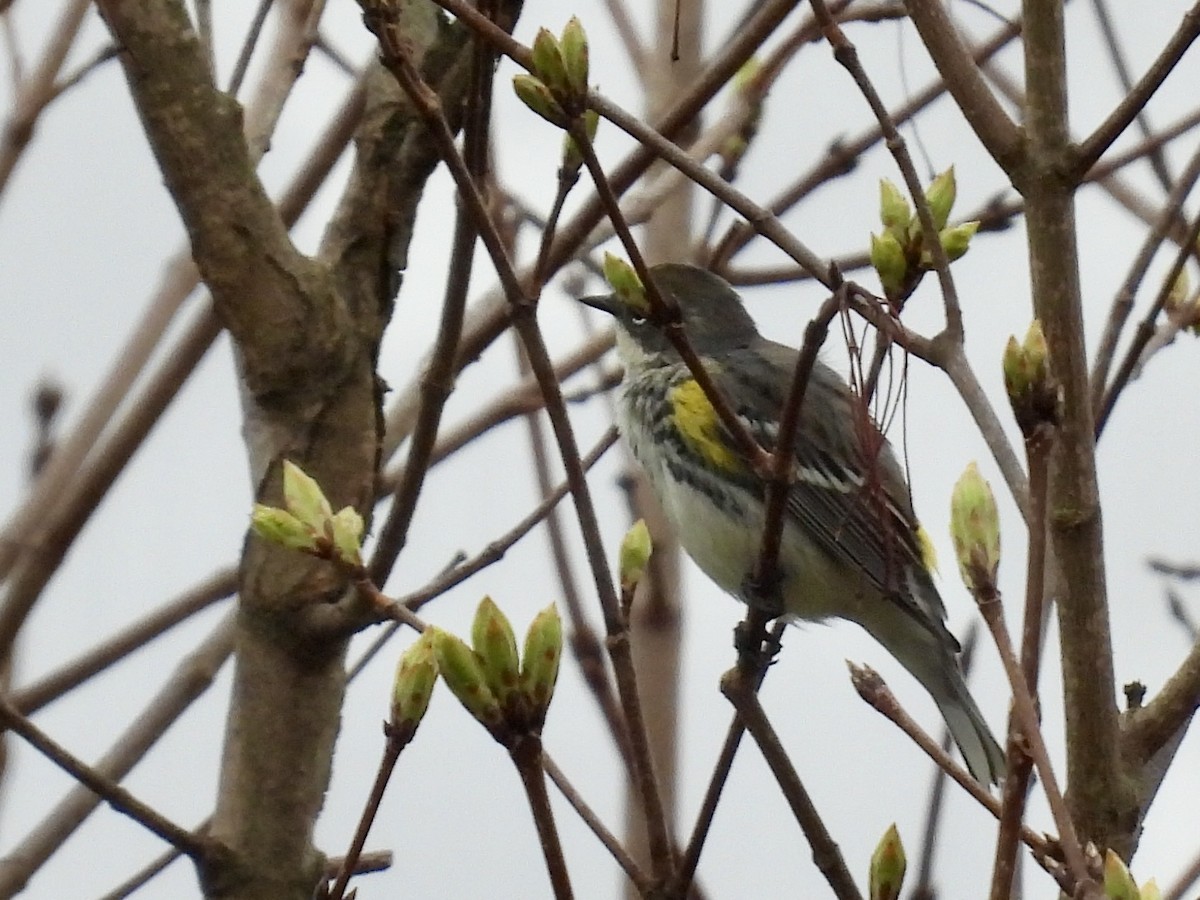Yellow-rumped Warbler - ML634522702