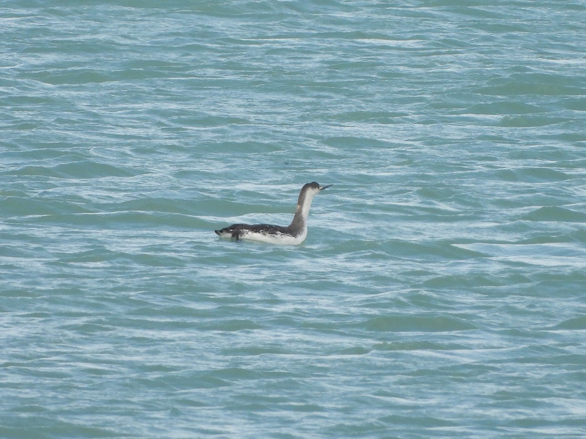 Red-throated Loon - ML634522748